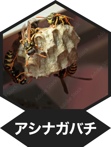 アシナガバチ